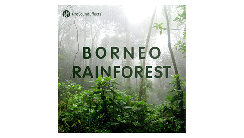 Pro Sound Effects Borneo Rainforest 