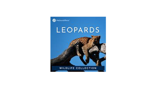 Pro Sound Effects Wildlife Collection: Leopards 