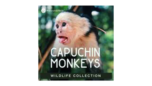 Pro Sound Effects Wildlife Collection: Capuchin Monkey 